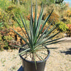 Yucca Blue Sentry