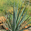 Yucca Blue Sentry