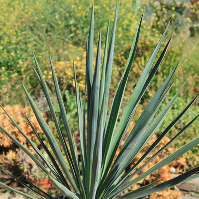 Yucca Blue Sentry