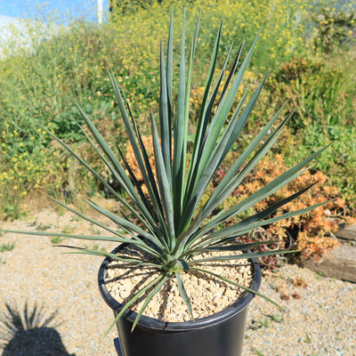 Yucca Blue Sentry