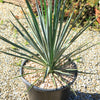 Yucca Blue Sentry