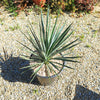 Yucca Blue Sentry