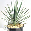 Yucca Blue Sentry