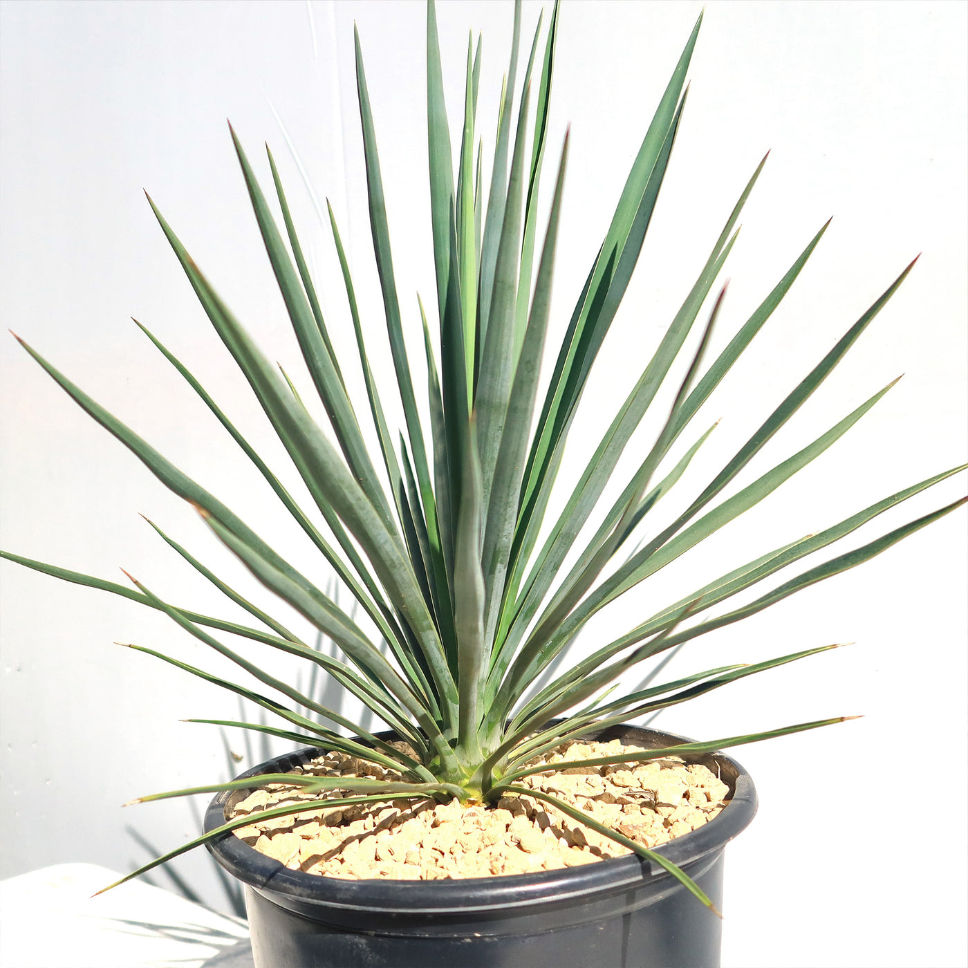 Yucca Blue Sentry