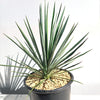 Yucca Blue Sentry