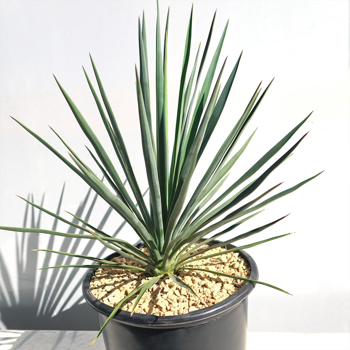 Yucca Blue Sentry