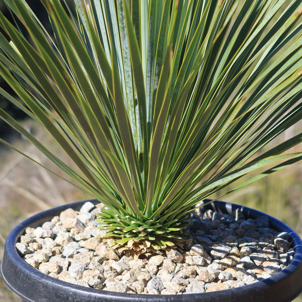 Beaked Yucca Tree - Yucca rostrata