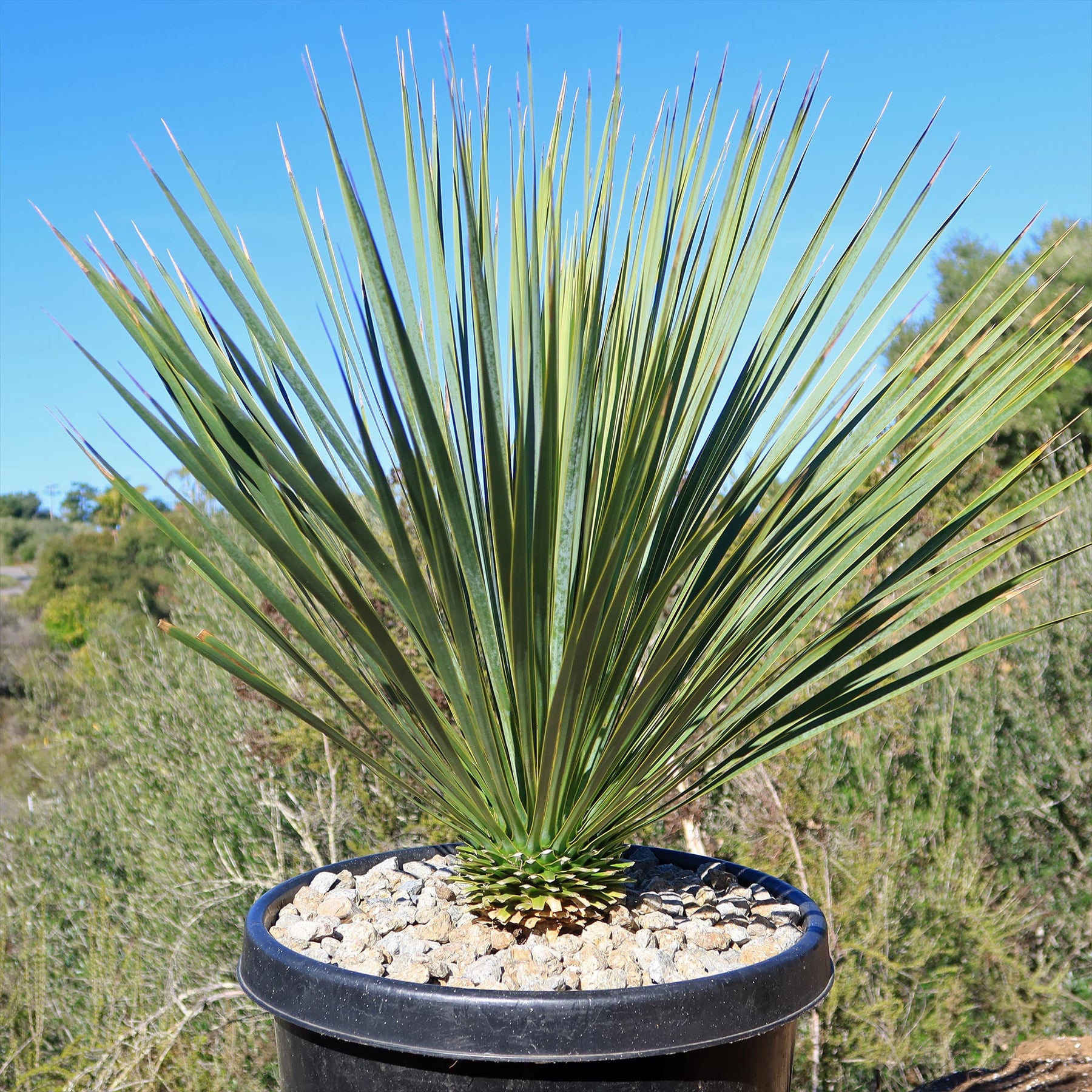 Yucca Rstrata Buy 'Beaked Yucca Tree - Yucca rostrata’ For Sale - Planet Desert
