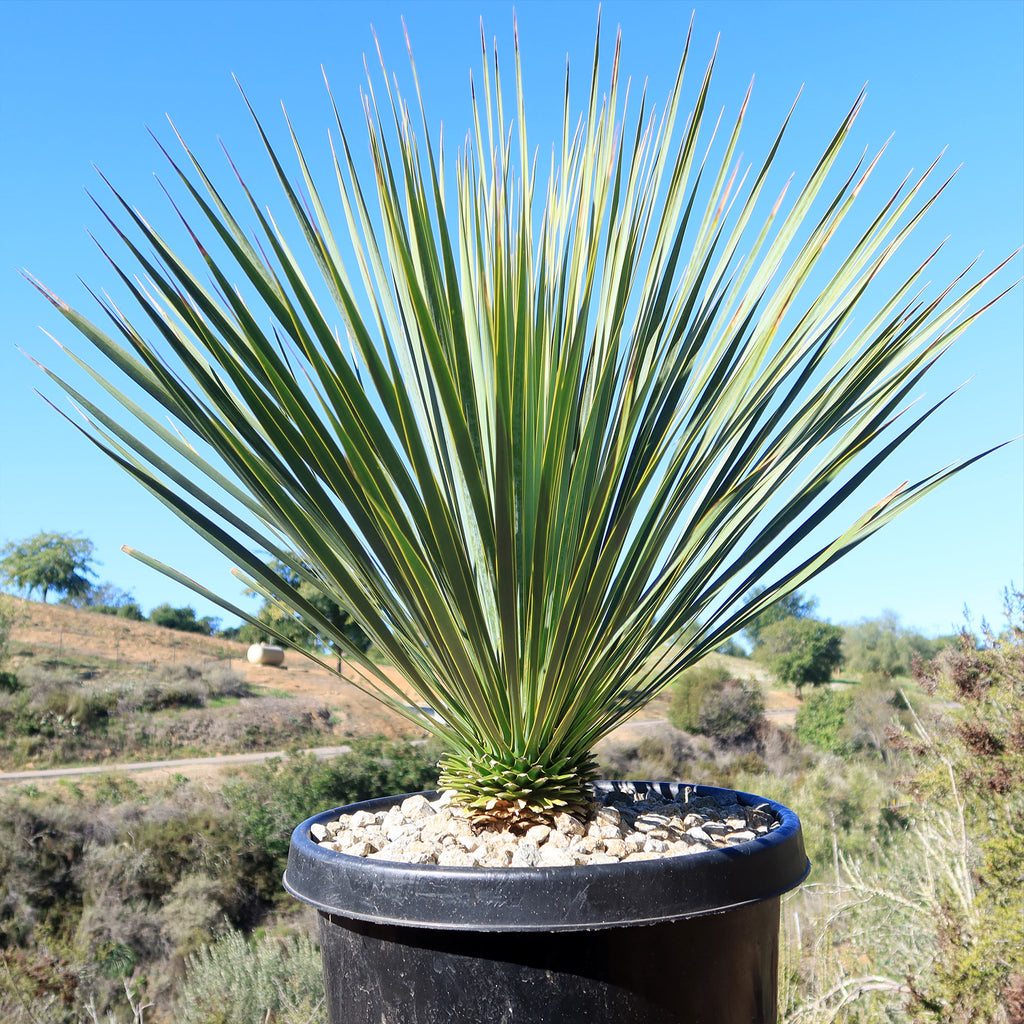 Beaked Yucca Tree - Yucca rostrata