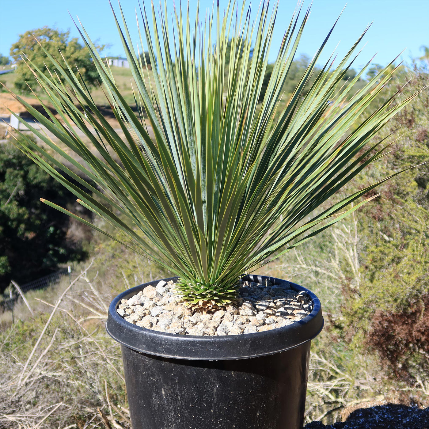 Beaked Yucca Tree - Yucca rostrata