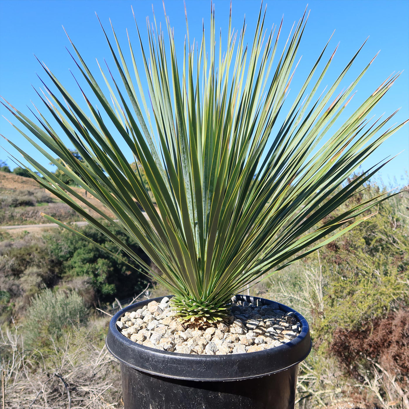 Beaked Yucca Tree - Yucca rostrata