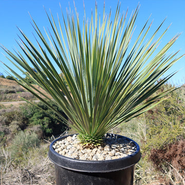 Beaked Yucca Tree