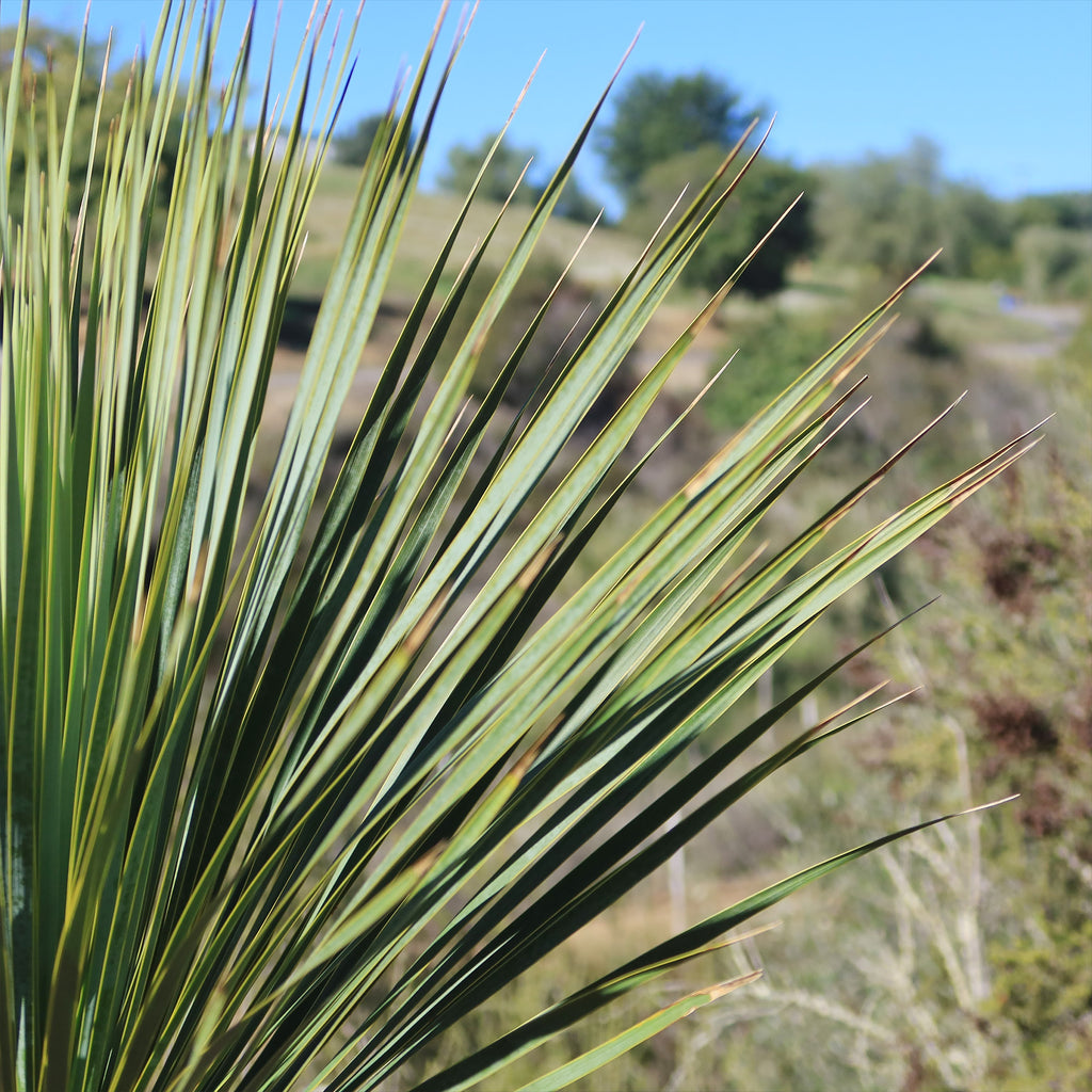 Beaked Yucca Tree - Yucca rostrata