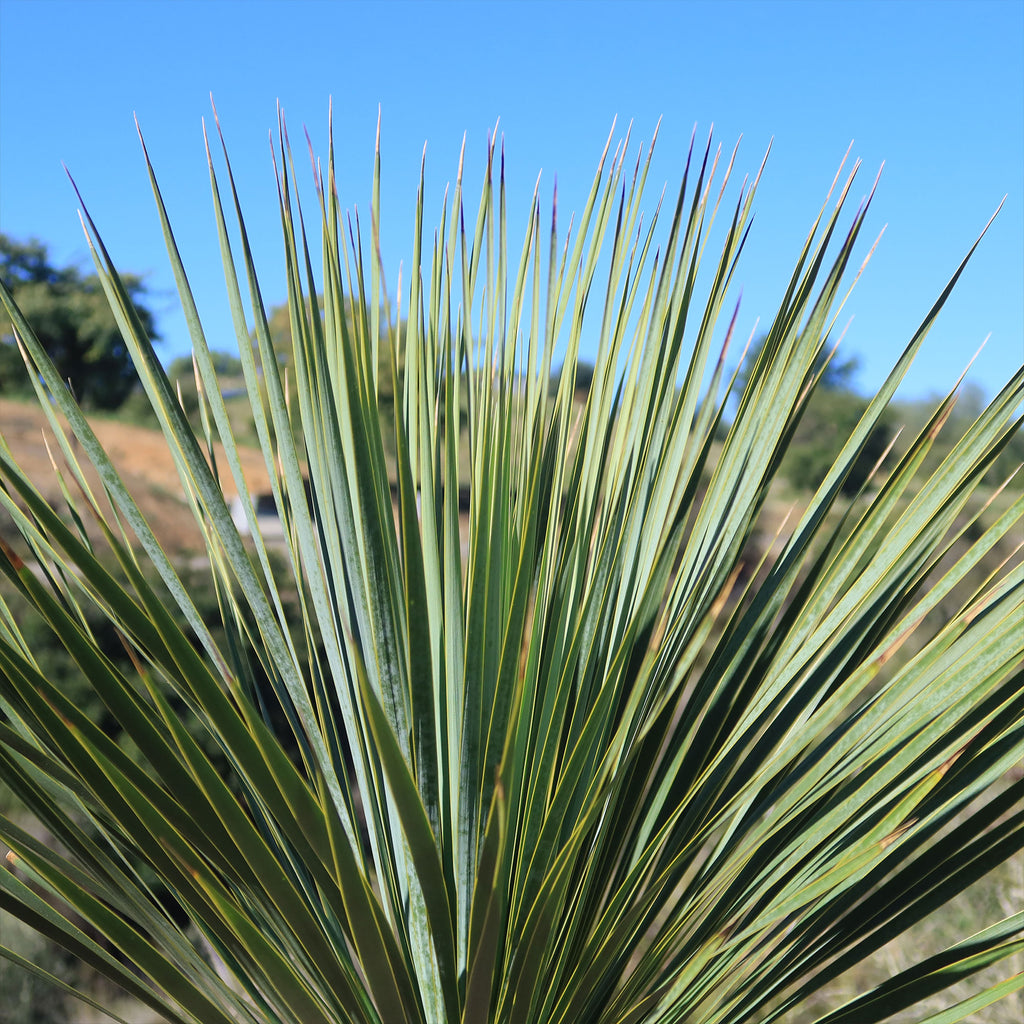 Beaked Yucca Tree - Yucca rostrata