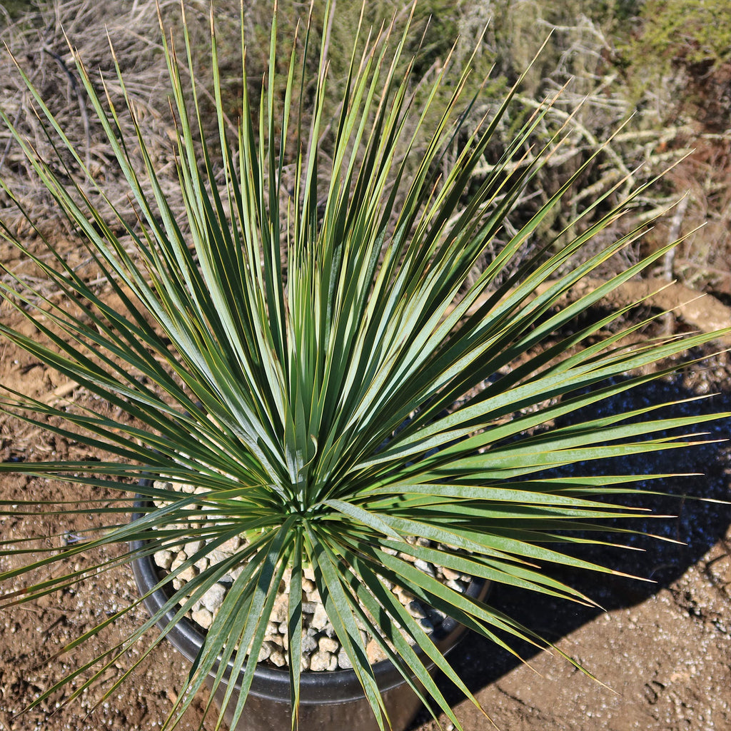 Beaked Yucca Tree - Yucca rostrata