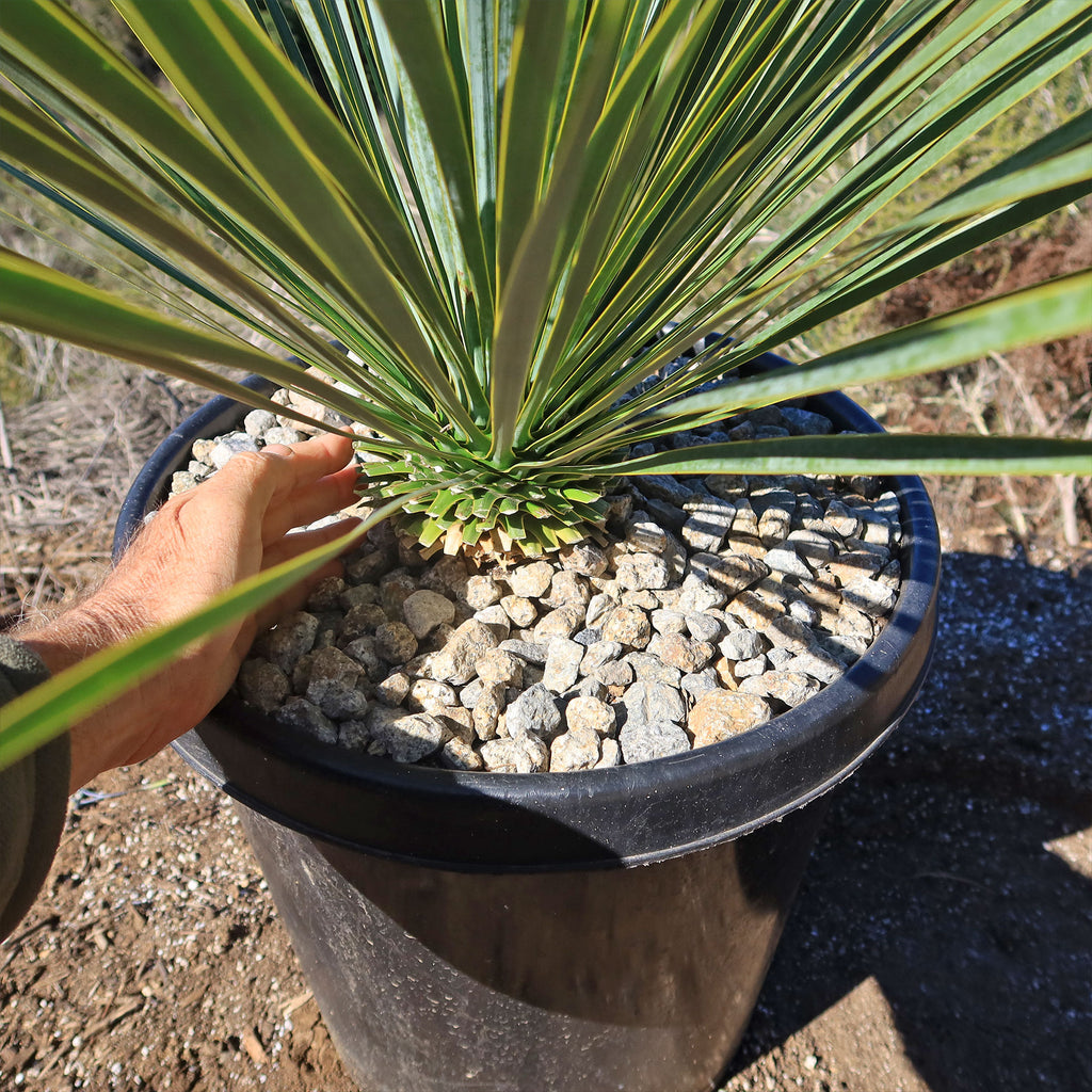 Beaked Yucca Tree - Yucca rostrata