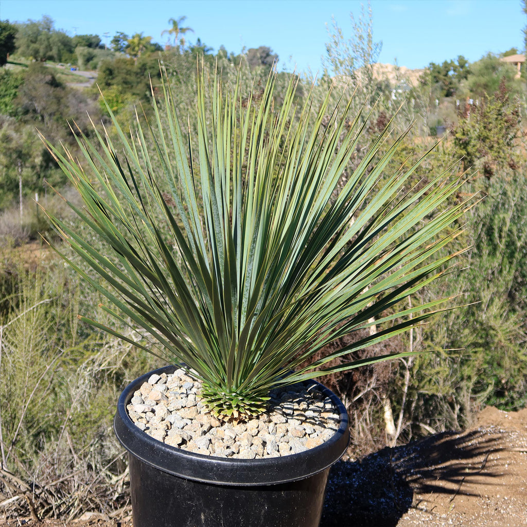 Beaked Yucca Tree - Yucca rostrata