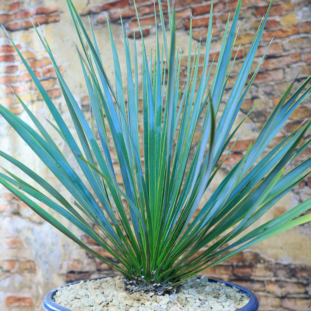 Beaked Yucca Tree - Yucca rostrata