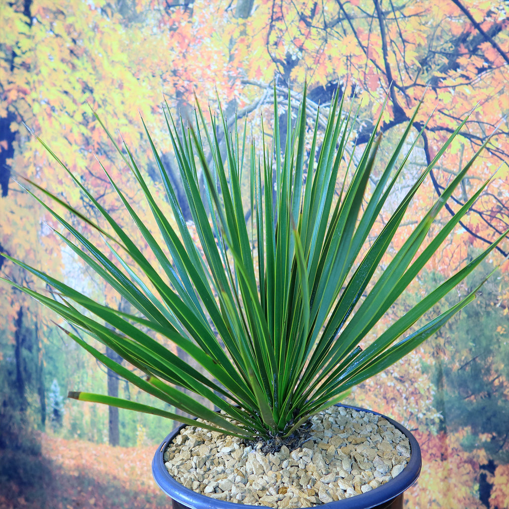 Beaked Yucca Tree - Yucca rostrata