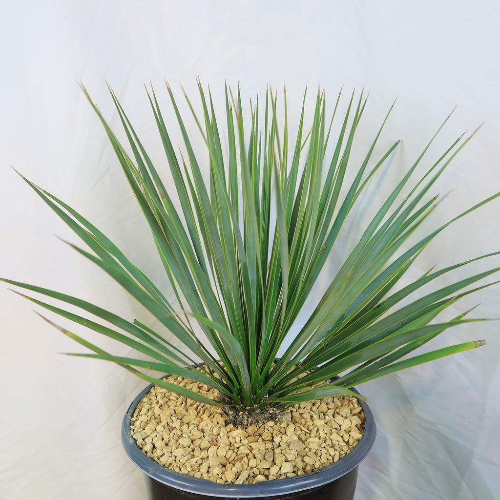 Beaked Yucca Tree - Yucca rostrata