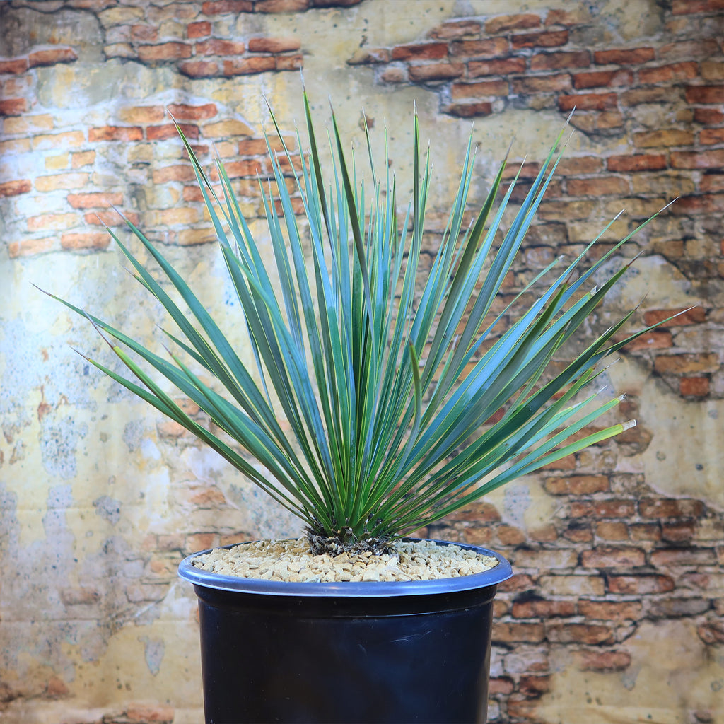 Beaked Yucca Tree - Yucca rostrata
