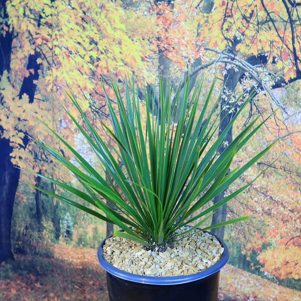 Beaked Yucca Tree - Yucca rostrata