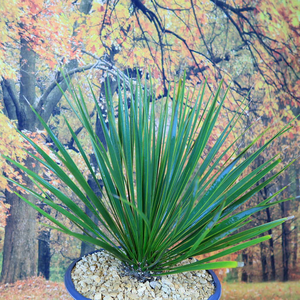 Beaked Yucca Tree - Yucca rostrata