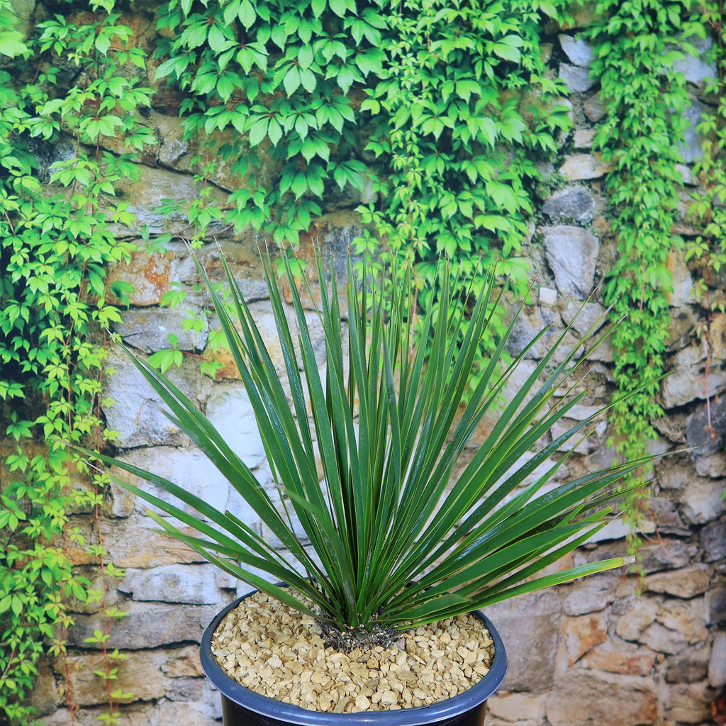 Beaked Yucca Tree - Yucca rostrata