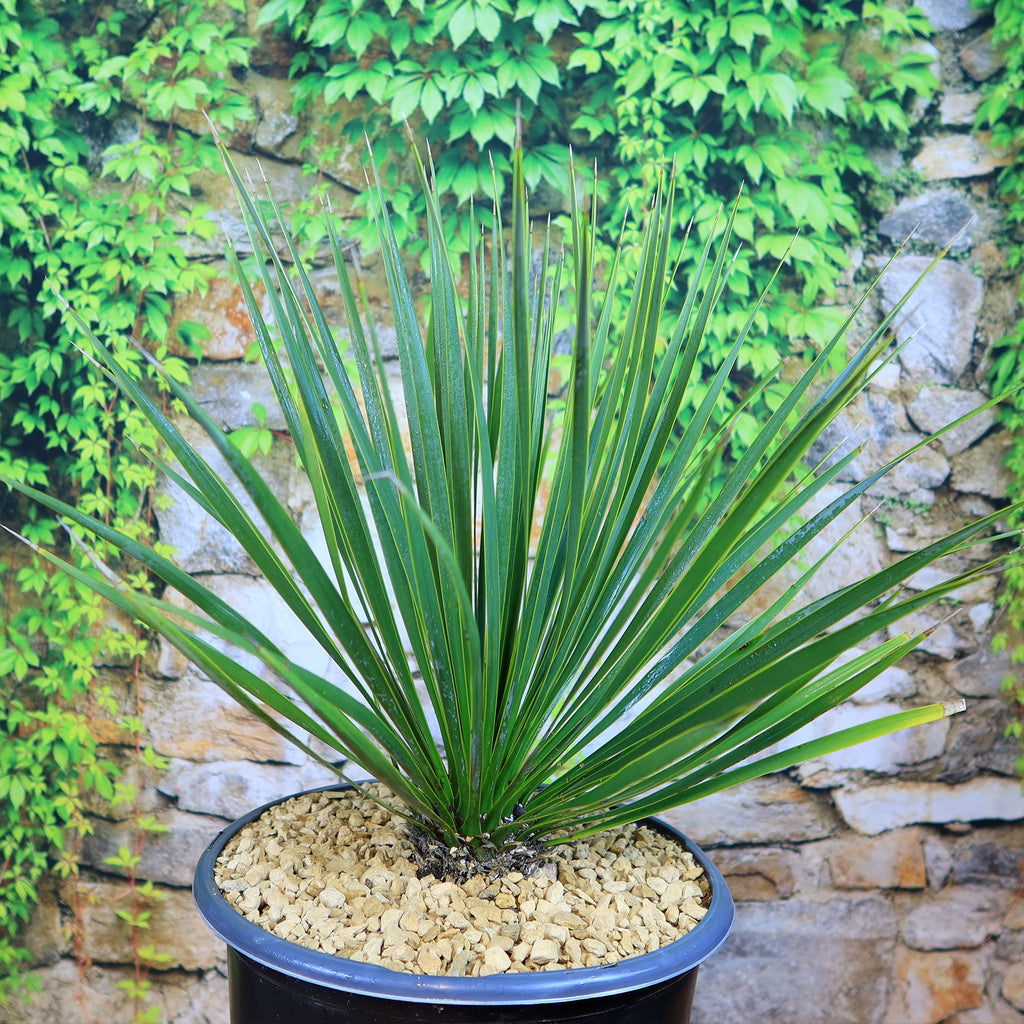 Beaked Yucca Tree - Yucca rostrata