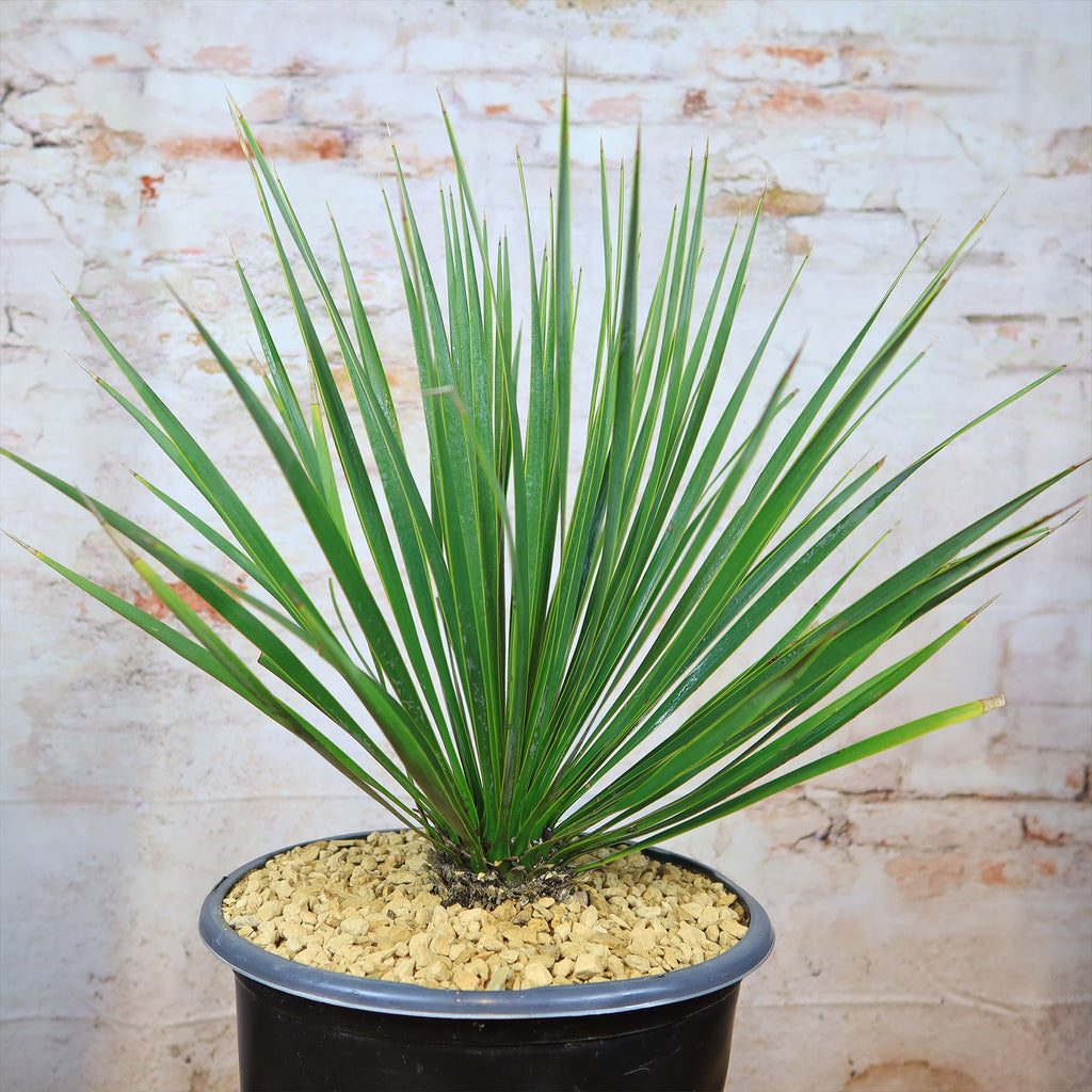 Beaked Yucca Tree - Yucca rostrata