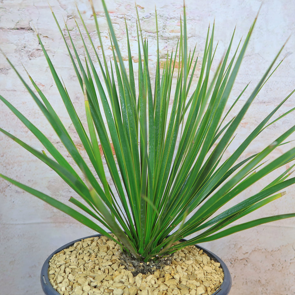 Beaked Yucca Tree - Yucca rostrata