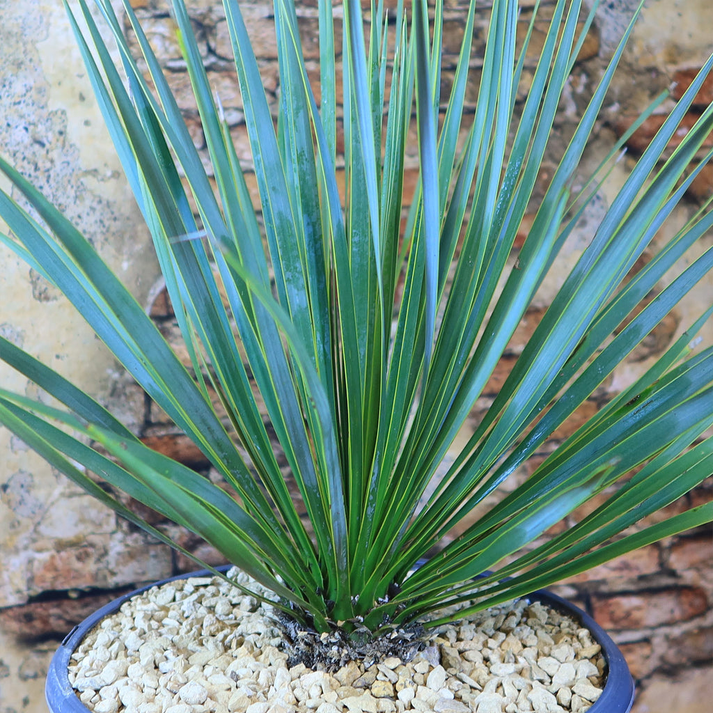 Beaked Yucca Tree - Yucca rostrata