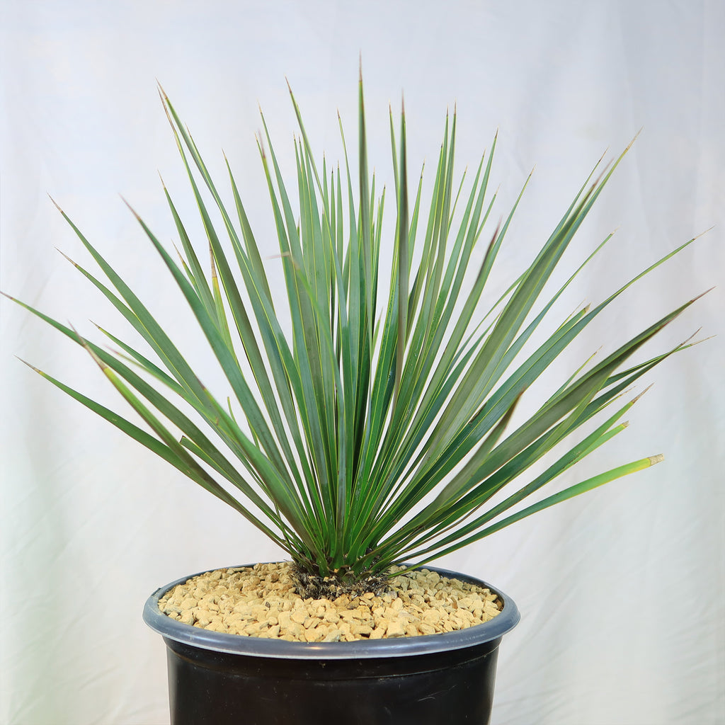 Beaked Yucca Tree - Yucca rostrata