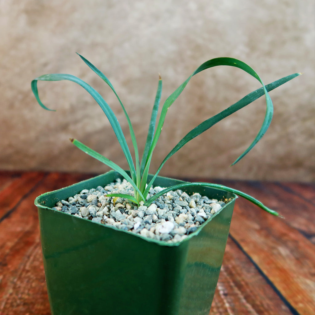 Yucca Silver Anniversary