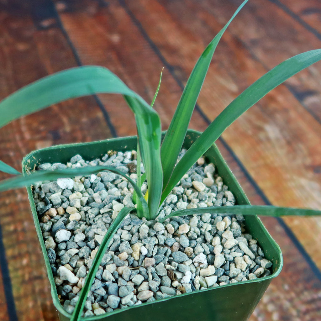 Yucca Silver Anniversary