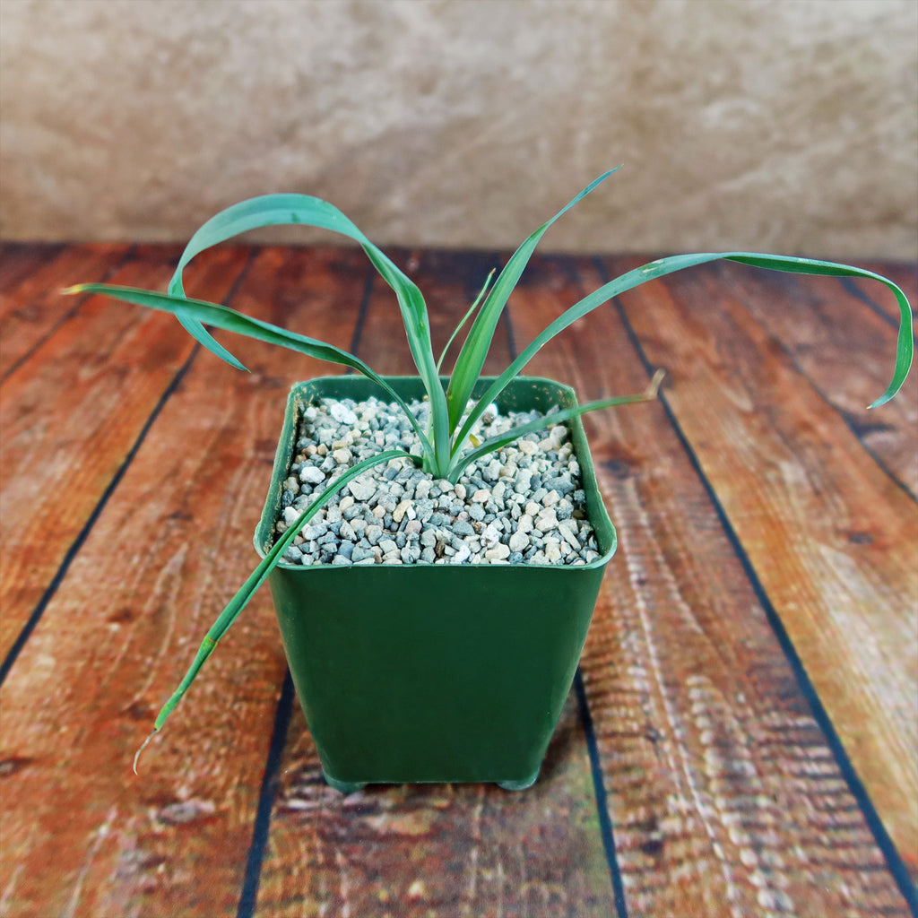 Yucca Silver Anniversary