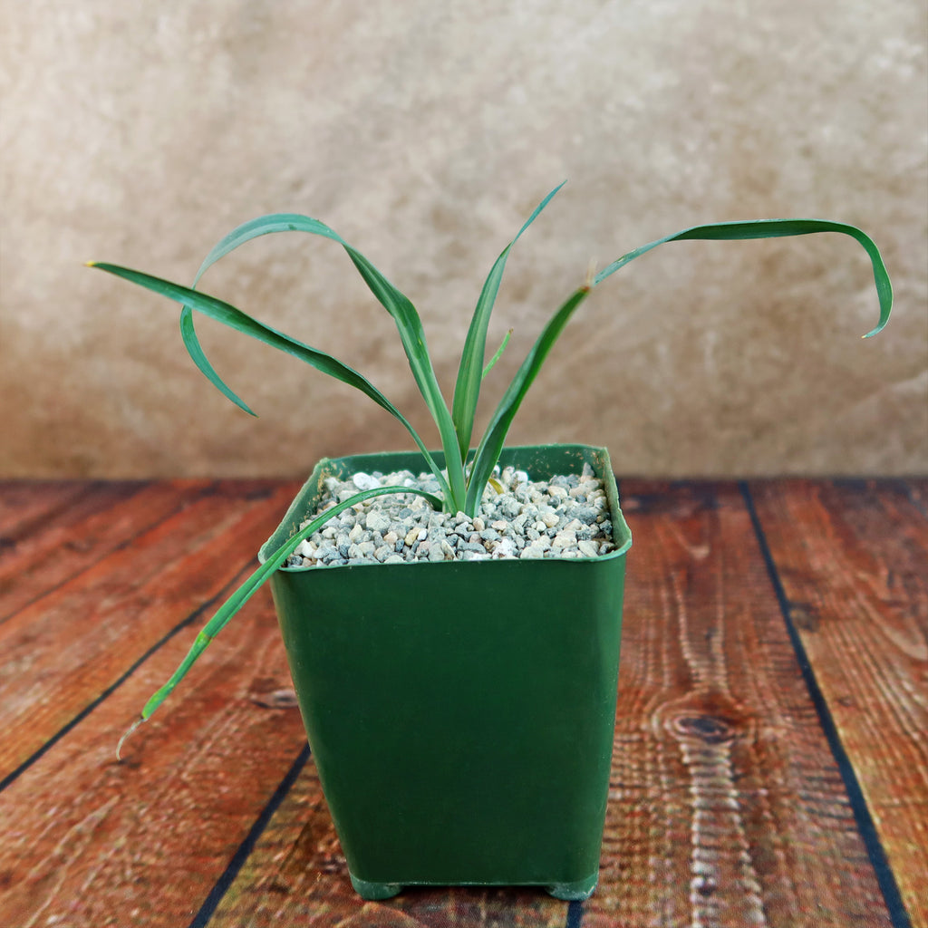 Yucca Silver Anniversary