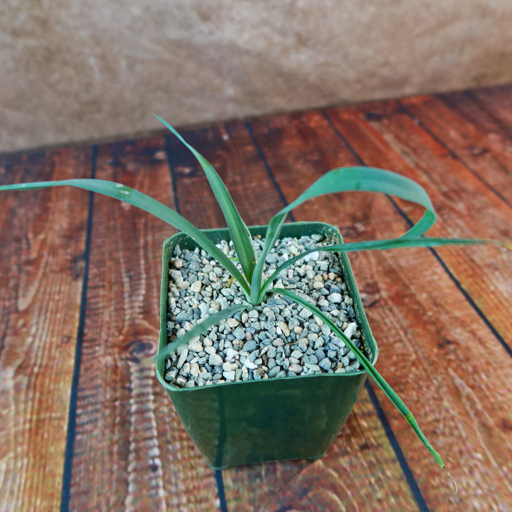 Yucca Silver Anniversary