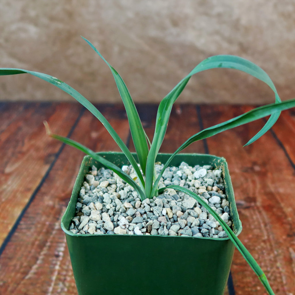 Yucca Silver Anniversary