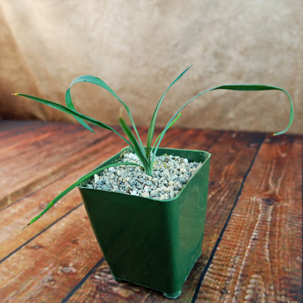 Yucca Silver Anniversary