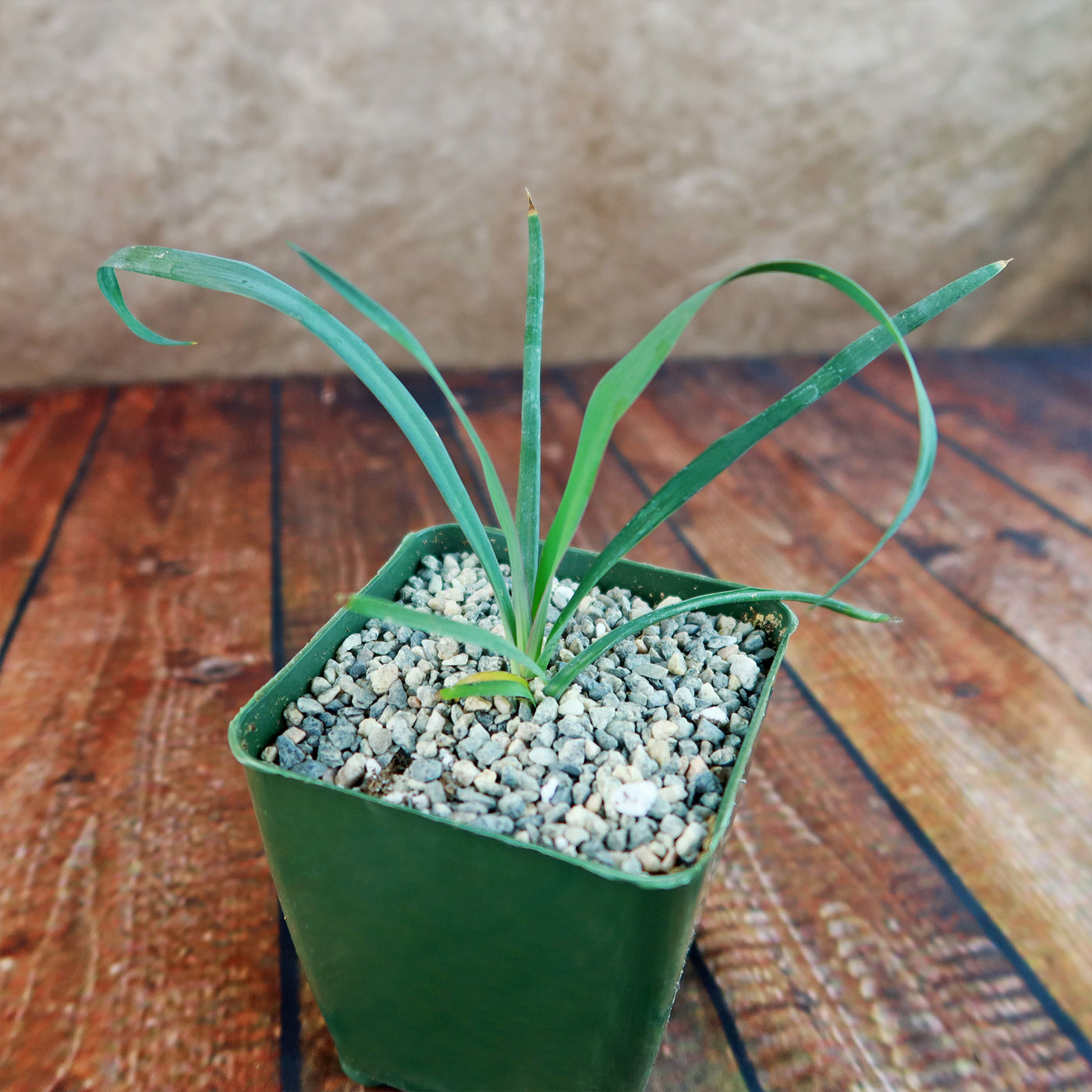 Shop 'Yucca Silver Anniversary' Care & Growing Guide | Planet Desert
