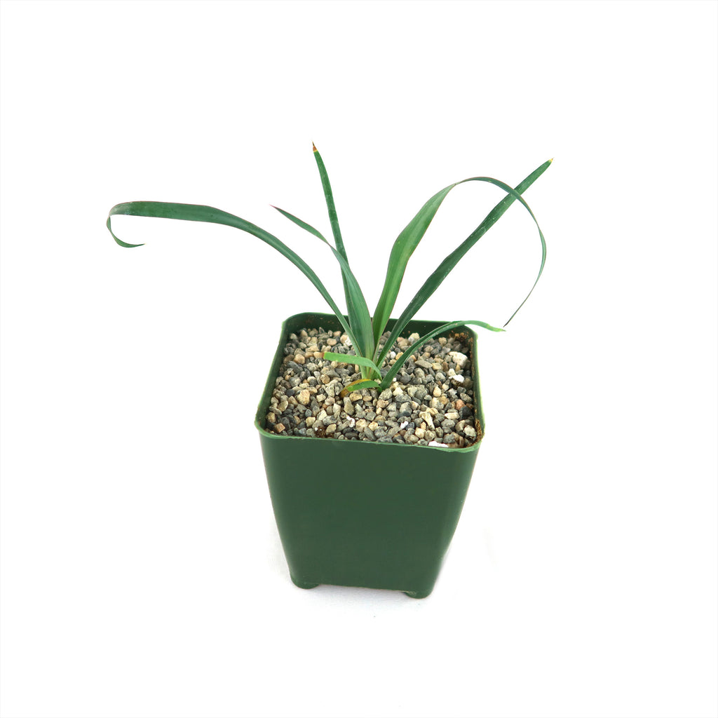 Yucca Silver Anniversary