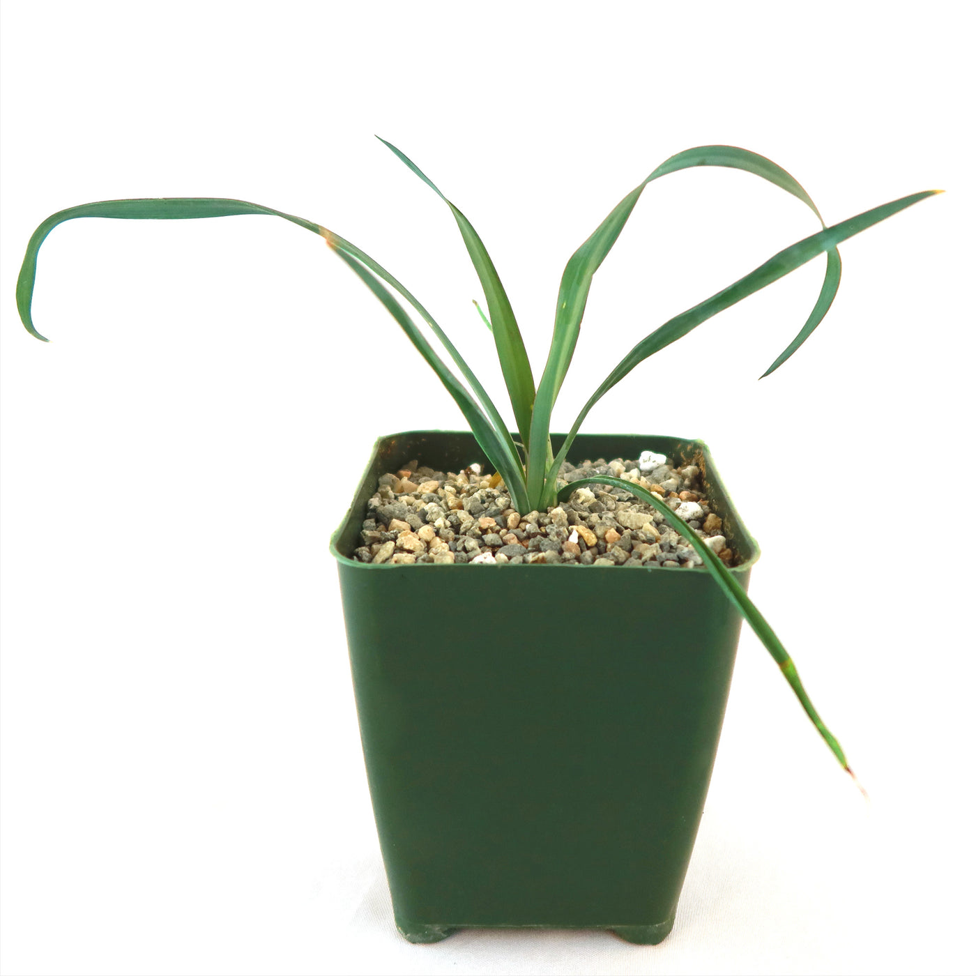 Shop 'Yucca Silver Anniversary' Care & Growing Guide | Planet Desert