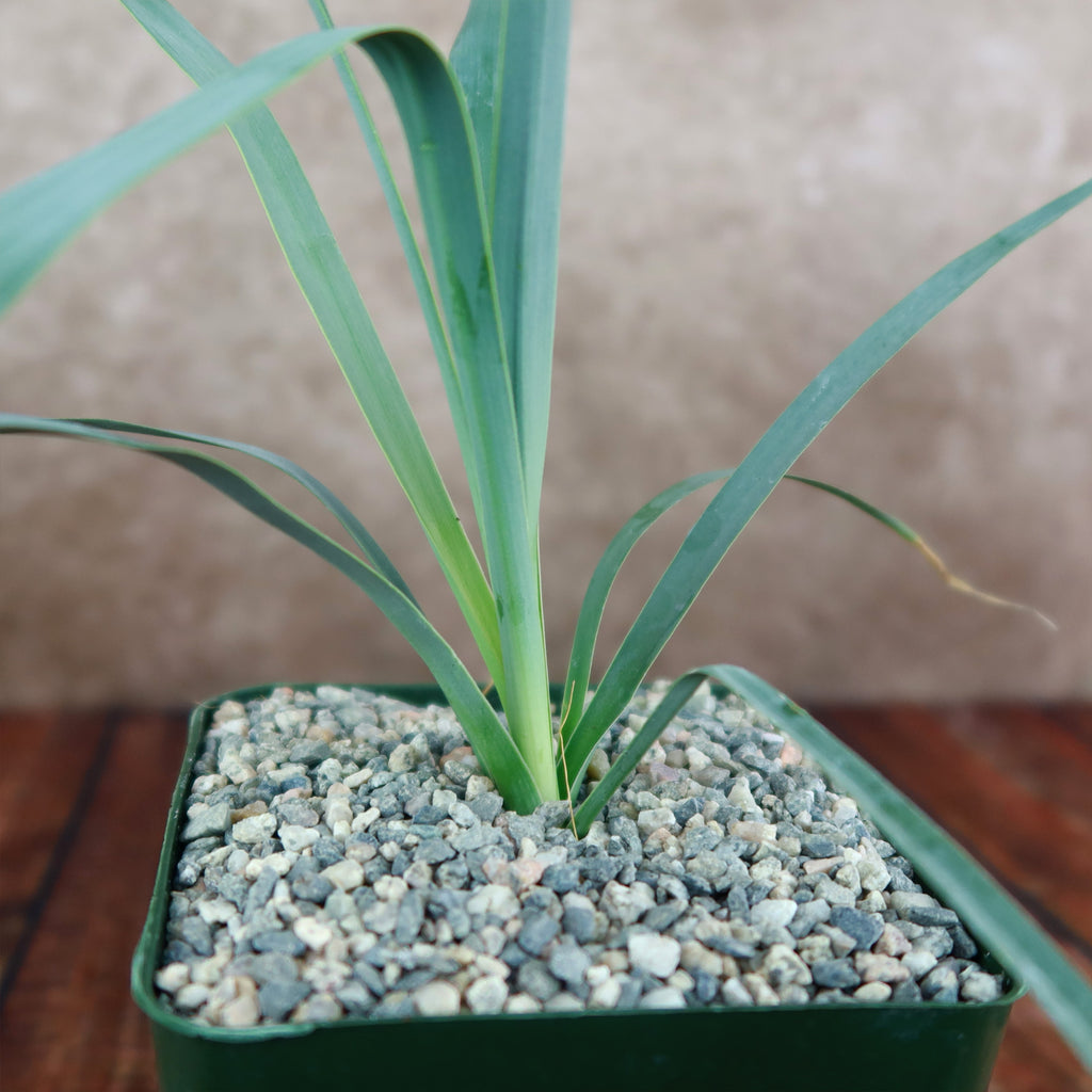 Yucca Glauca Stricta