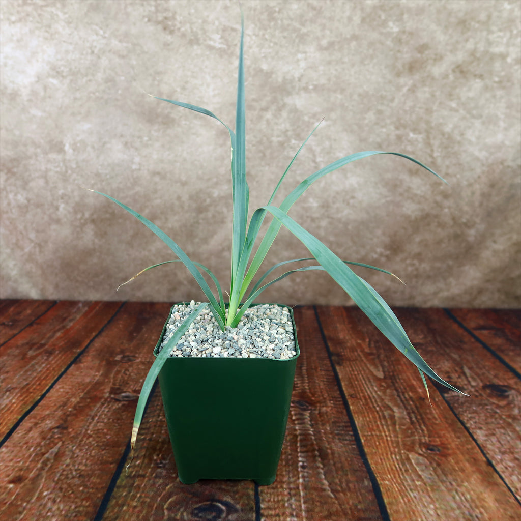 Yucca Glauca Stricta