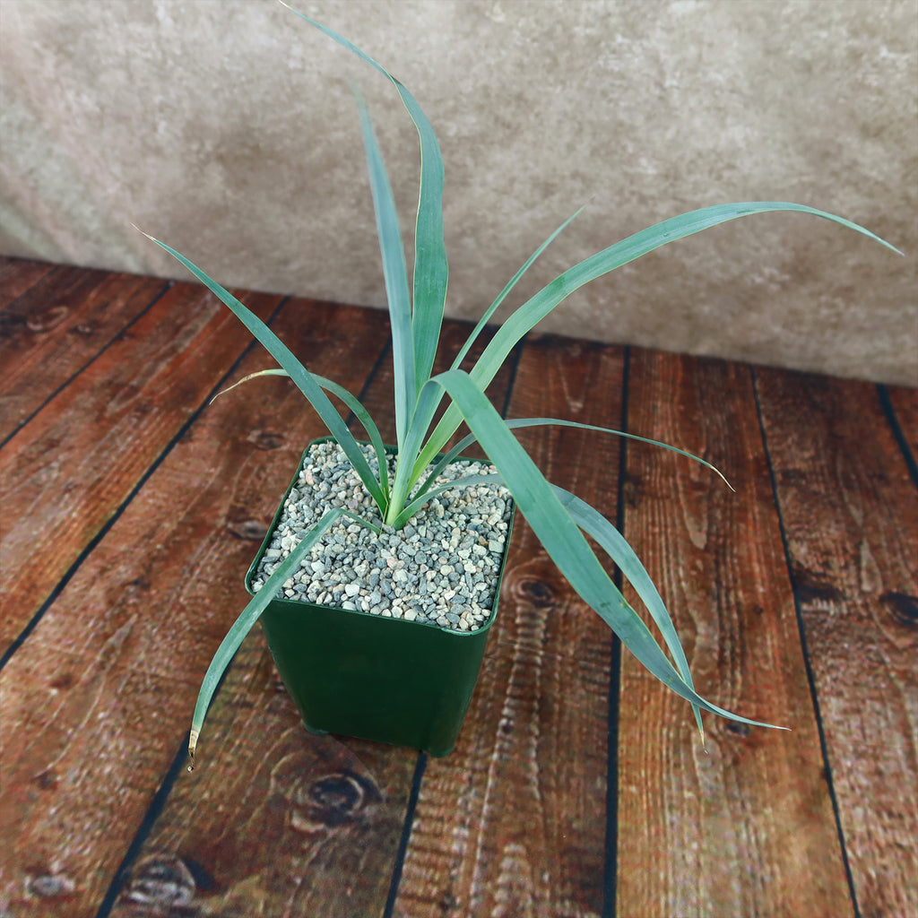 Yucca Glauca Stricta