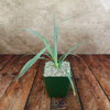 Yucca Glauca Stricta