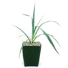 Yucca Glauca Stricta