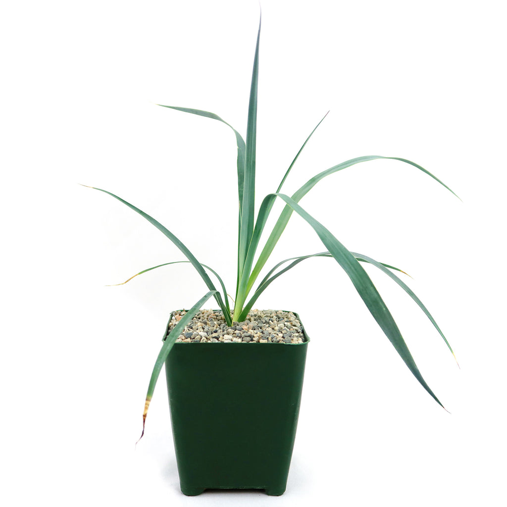 Yucca Glauca Stricta