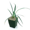 Yucca Glauca Stricta